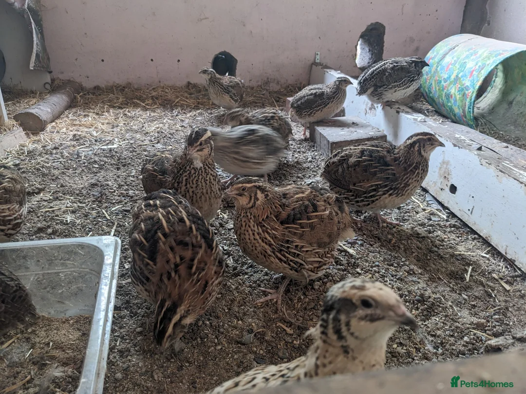 Quail poultry for sale: Coturnix Quail Chicks - Off Heat  - Advert 5