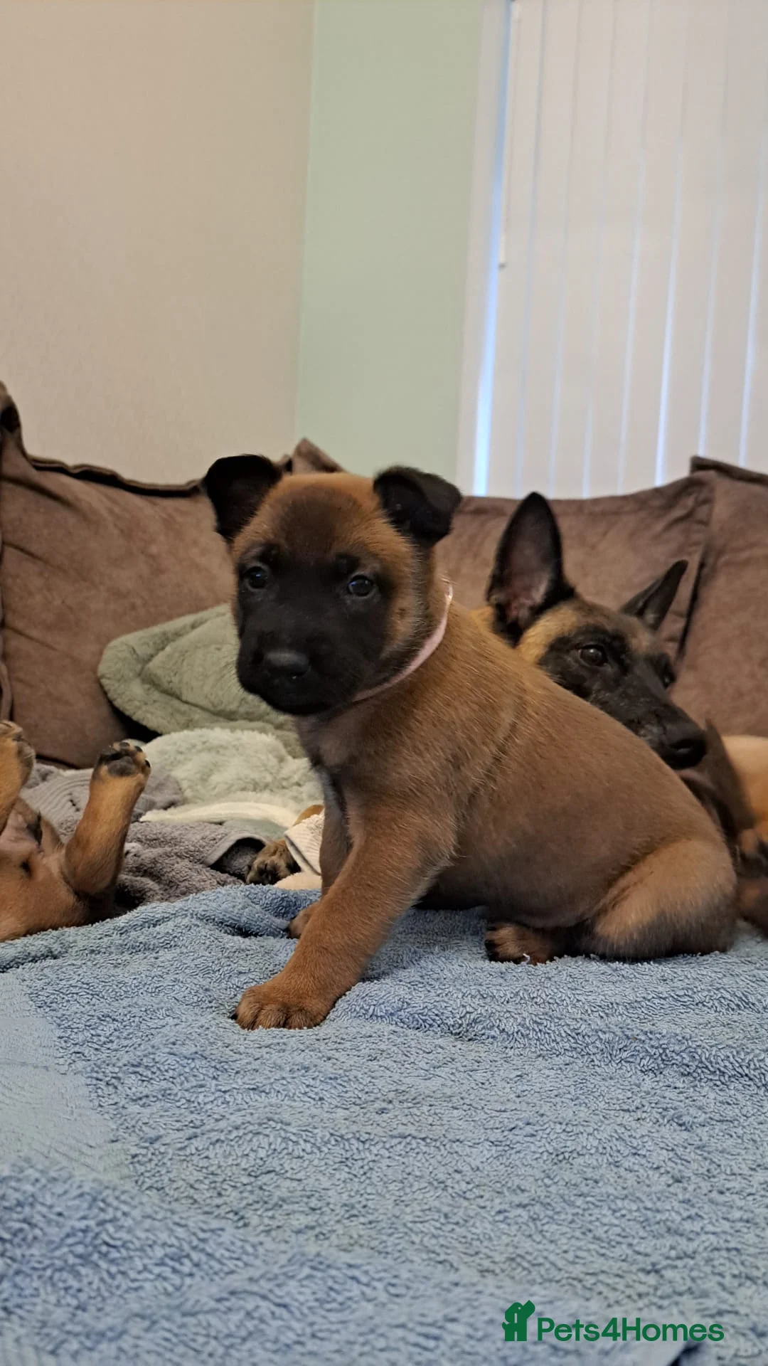 Belgian Shepherd Dog dogs for sale: Big chunky Belgian mallanois pups for sale - Advert 2