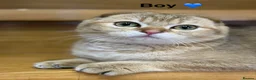 Scottish Fold cats for sale: TICA Registered Scottish Fold & Straight kittens - Advert 4