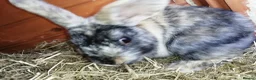 Mixed Breed rabbits for sale: Four female rabbits - Advert 4