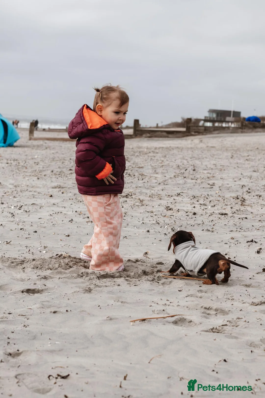 Miniature Dachshund dogs for sale: Meet Milo – 10-Month-Old Miniature Dachshund in Bordon - Advert 9