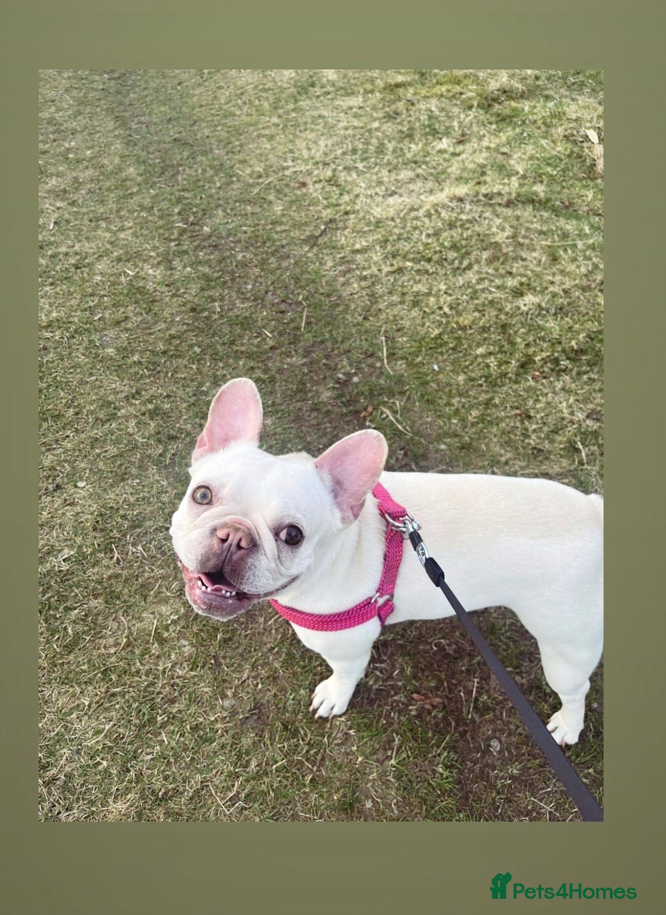 French Bulldog dogs female french bulldog  - Advert 2