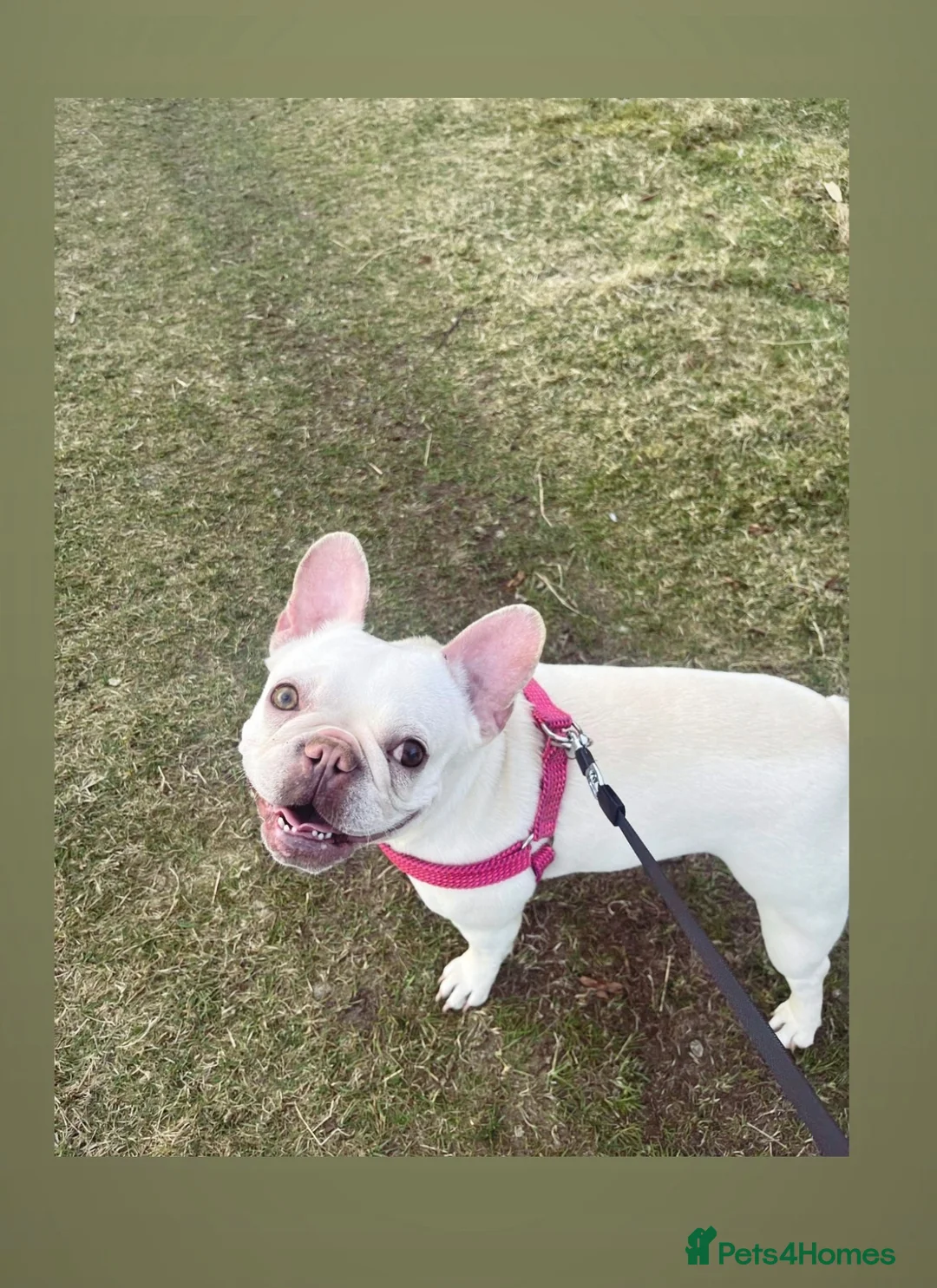French Bulldog dogs for sale: female french bulldog  in Warrington - Advert 1