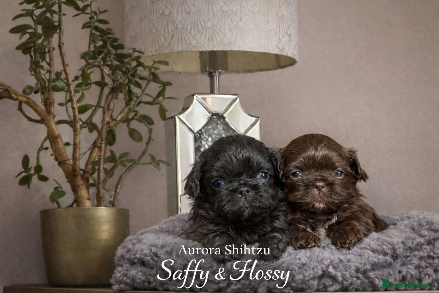 Shih Tzu dogs Exceptional KC Registered Health Tested - Advert 14