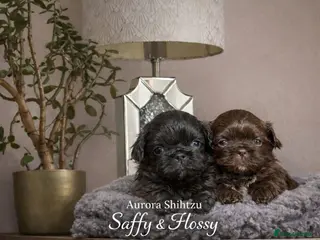 Shih Tzu dogs Exceptional KC Registered Health Tested - Advert 14