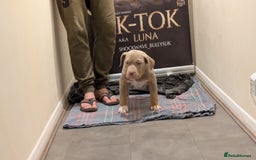 American Bully dogs for sale: GrCh Big Bounty x TIKTOK litter - Image 7