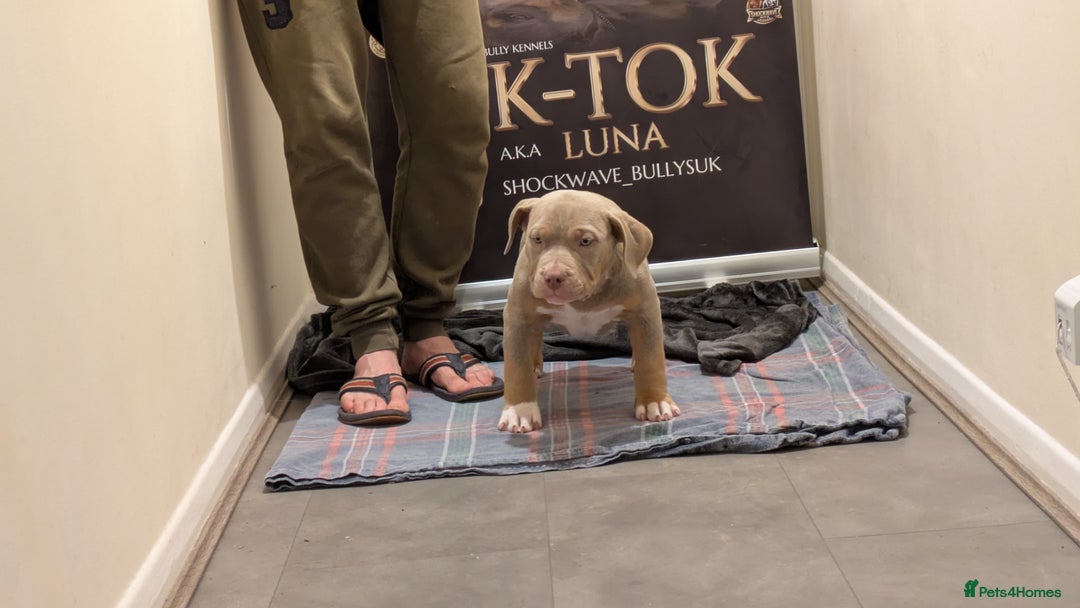 American Bully dogs for sale: GrCh Big Bounty x TIKTOK litter - Image 7