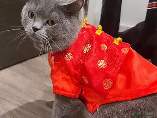 British Shorthair cats 💙 Stunning British Shorthair Blue Boy - Advert 1