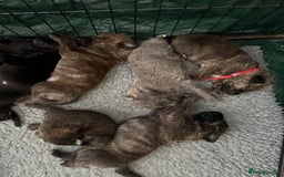 Mixed Breed dogs for sale: Staff x puppies - Image 7