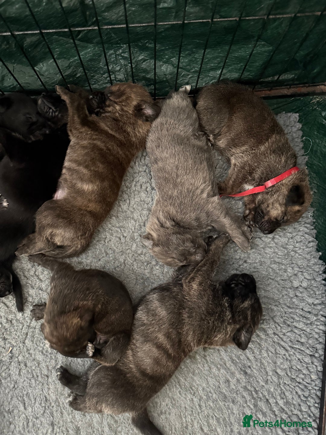 Mixed Breed dogs for sale: Staff x puppies - Image 7