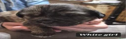 Mixed Breed dogs for sale: Rottweiler cross Shih Tzu puppies - Advert 16