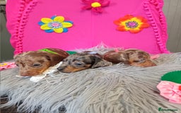 Miniature Dachshund dogs for sale: 3 MINIATURE DUSCHUND PUPPIES  - Image 12