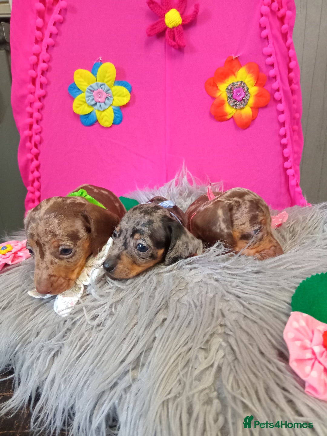 Miniature Dachshund dogs for sale: 3 MINIATURE DUSCHUND PUPPIES  - Image 12