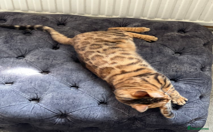 Bengal cats - Advert 6