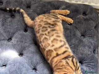 Bengal cats - Advert 32