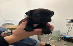 Jack Russell dogs for sale: Beautiful Jack Russell Pups 1 boy/ 1 girl  - Image 17