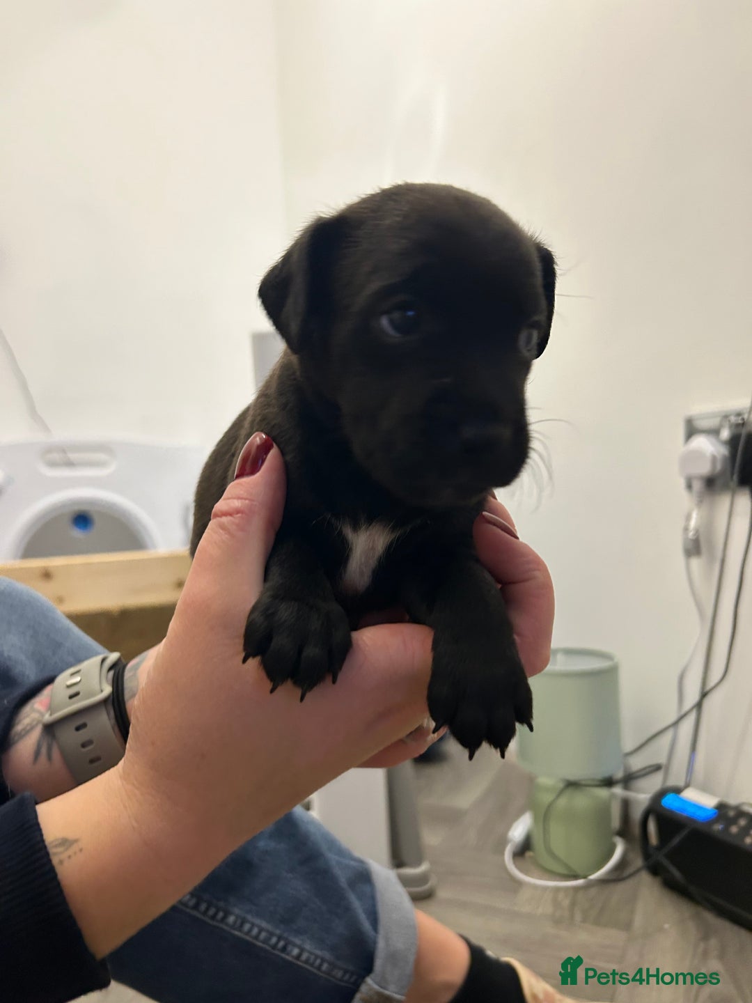 Jack Russell dogs for sale: Beautiful Jack Russell Pups 1 boy/ 1 girl  - Image 17