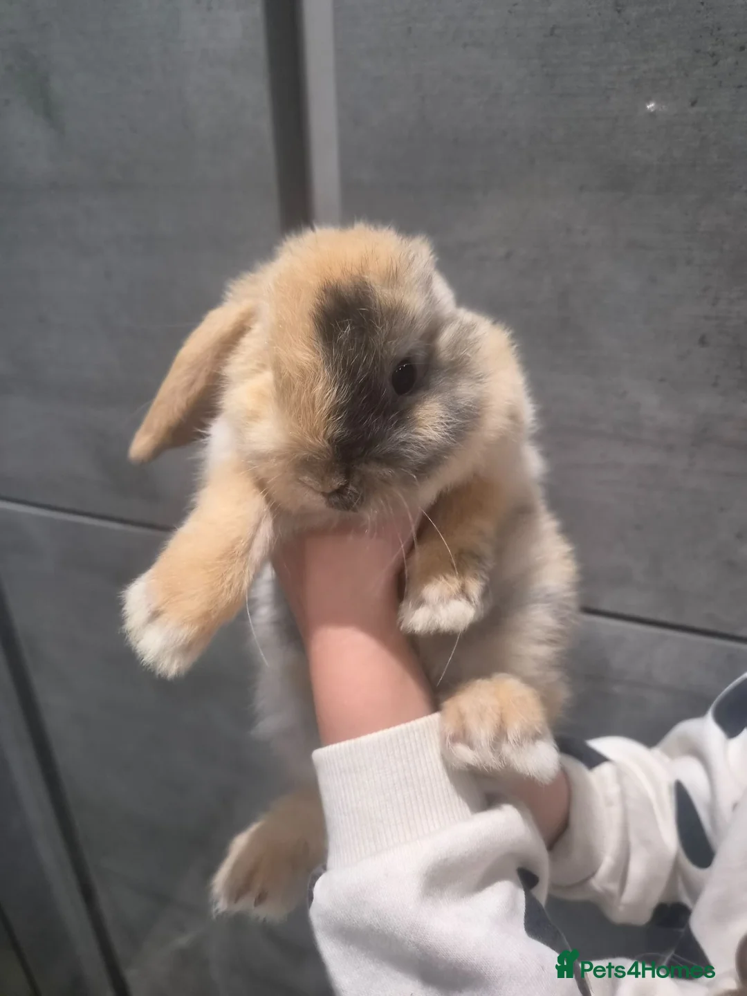 Mini Lop rabbits for sale: Mixed litter of mini lops 4 available  - Advert 2