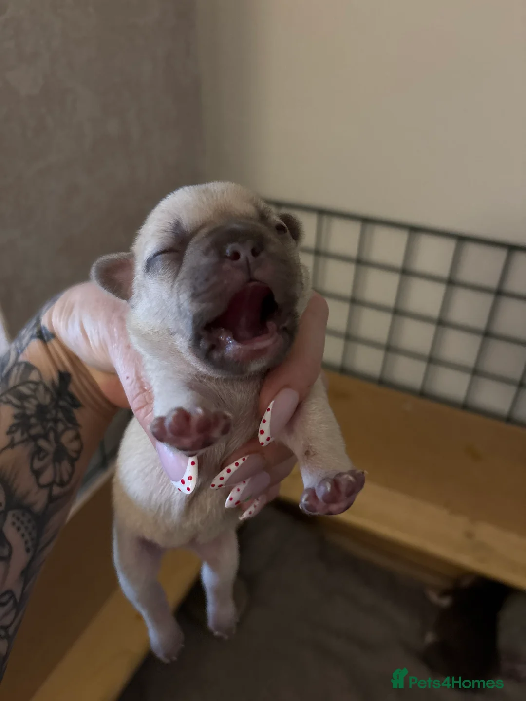 French Bulldog dogs for sale: Stunning littler  in Wigan - Advert 2