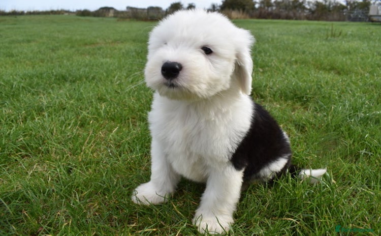 Old English Sheepdog dogs - Advert 1