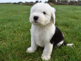 Old English Sheepdog dogs - Advert 9