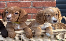 Cocker Spaniel dogs for sale: Ready Now - Cocker spaniel puppies - Image 3