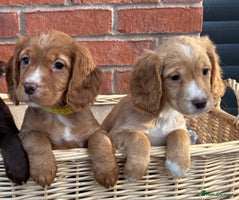 Cocker Spaniel dogs - Advert 11