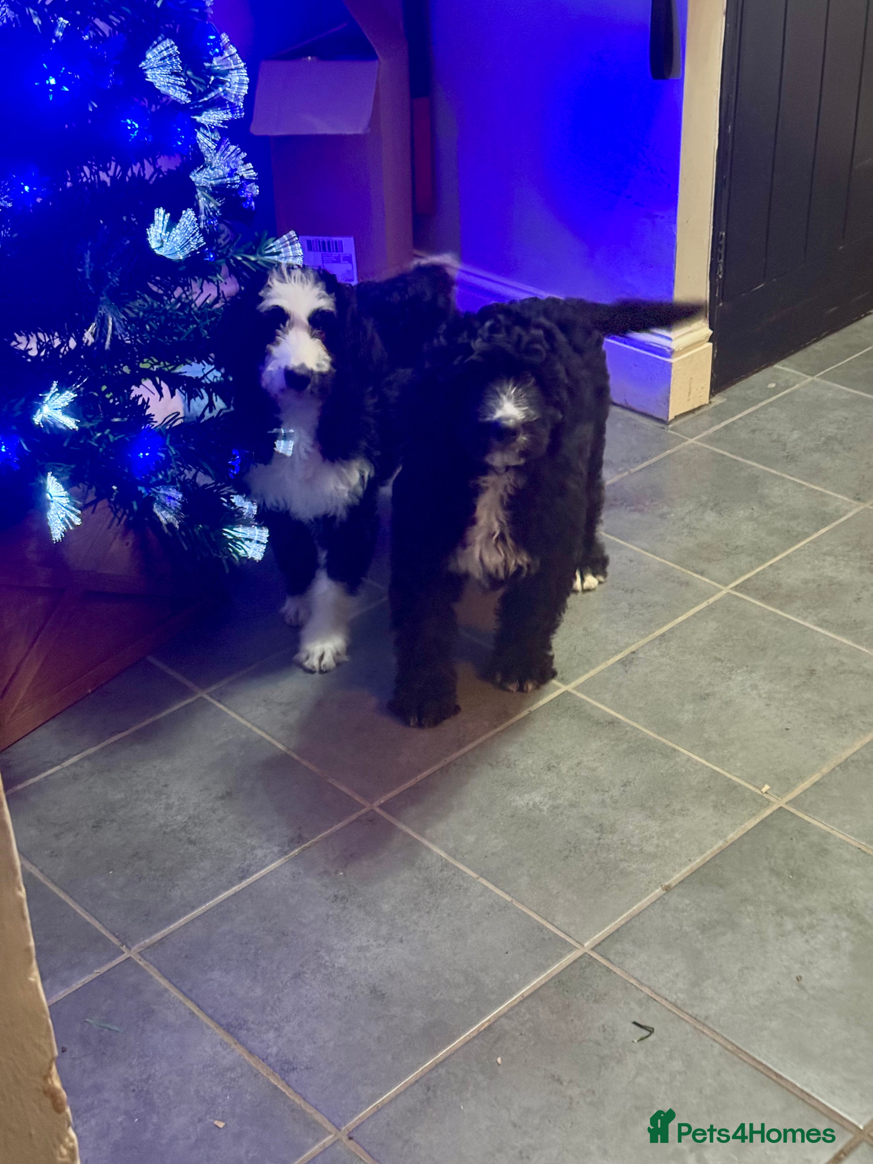Bernedoodle dogs 1 left f1 standard bernedoodles puppies  - Advert 1