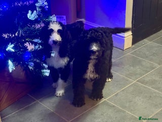 Bernedoodle dogs 1 left f1 standard bernedoodles puppies - Advert 1