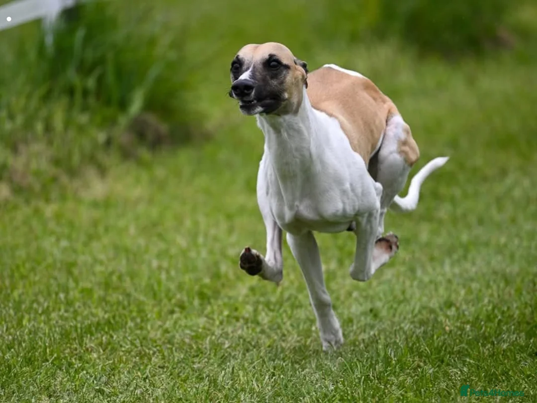 Whippet dogs for stud: Proven heart tested whippet stud - Advert 4