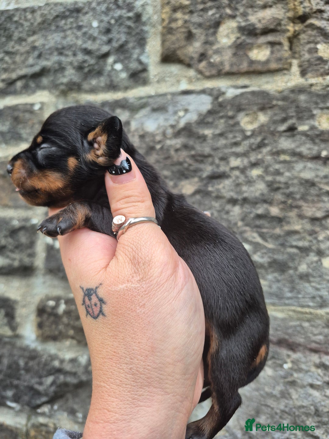 Miniature Dachshund dogs for sale: PRA CLEAR MINIATURE DACHSHUND MALE - Advert 3