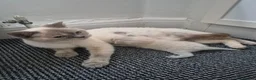 British Shorthair cats for sale: Two stunning boys - Advert 3