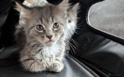 Maine Coon cats for sale: Maine Coon kittens available to loving homes 💖 - Image 2