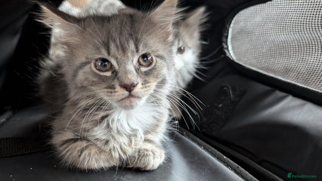 Maine Coon cats for sale: Maine Coon kittens available to loving homes 💖 - Image 2