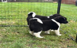 Akita dogs for sale: Quality KC Registered American Akita Puppies - Image 19