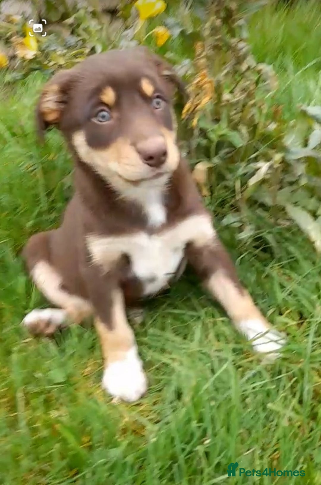 Chocolate Tan Kelpie Puppies Australian Kelpie Puppies For Sale