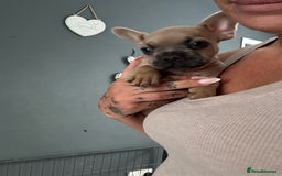 French Bulldog dogs for sale: French bulldogs 4 male 1 female(fluffy mum)  - Image 2