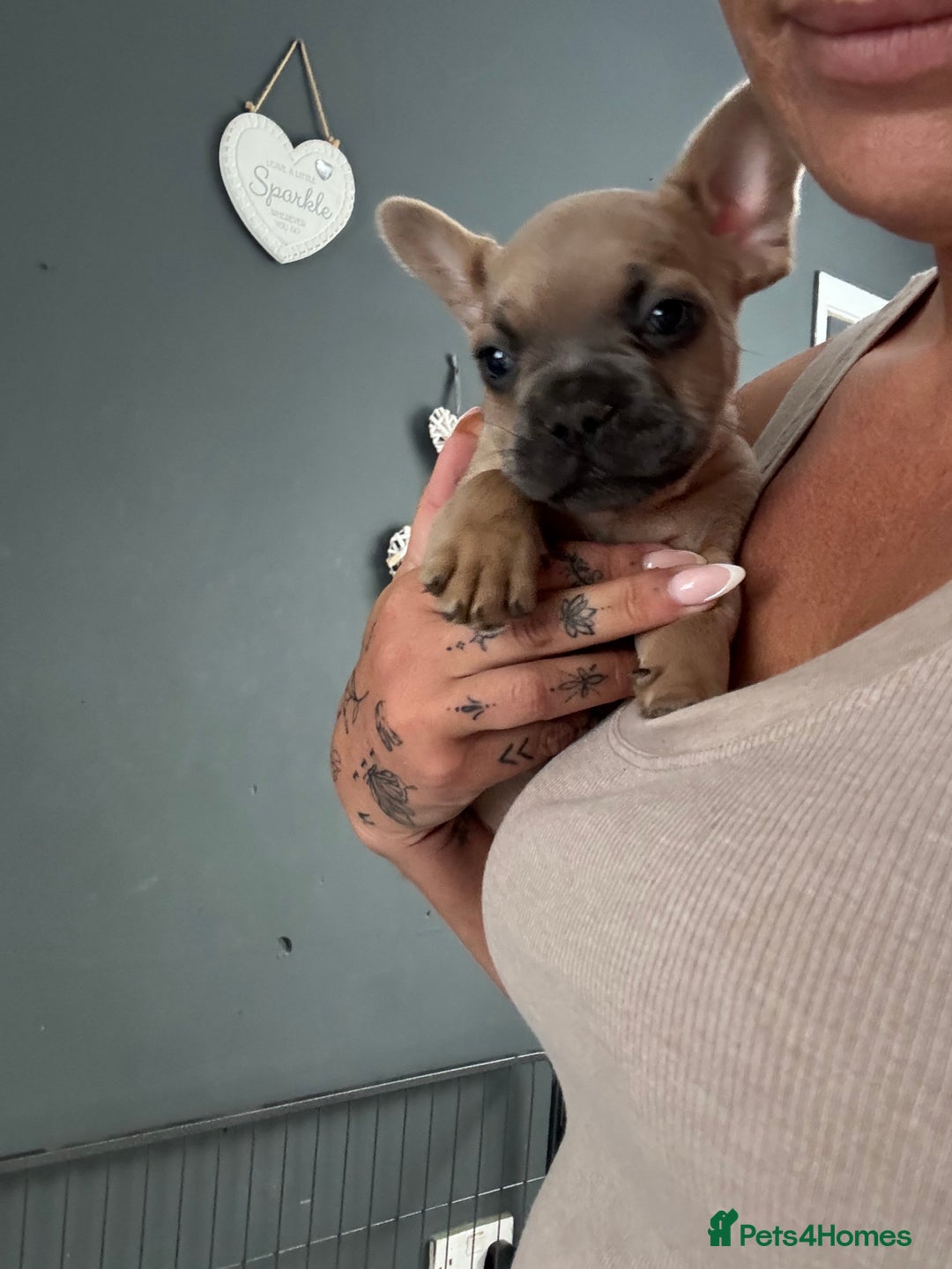 French Bulldog dogs for sale: French bulldogs 4 male 1 female(fluffy mum)  - Image 2