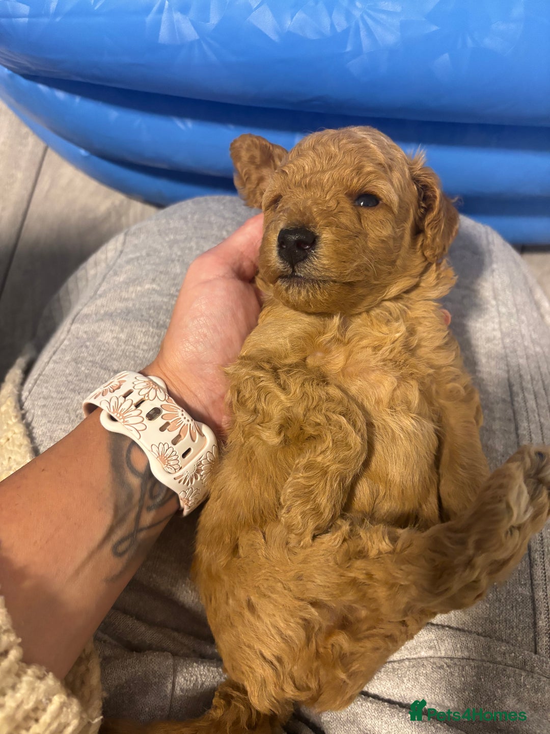 Toy Poodle dogs for sale: Toy poodle puppies *Ready for  ** * - Advert 16