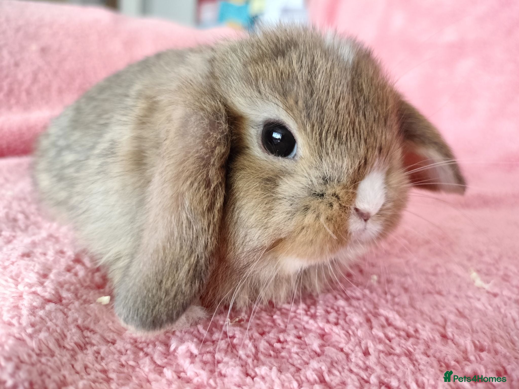 Mini Lop rabbits Baby mini lops for sale  - Advert 11