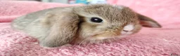 Mini Lop rabbits for sale: Baby mini lops for sale  - Advert 3