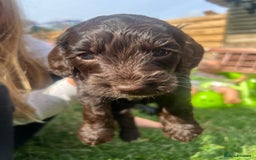 Cockapoo dogs for sale: Stunning F2 miniature cockapoo puppies  - Image 16