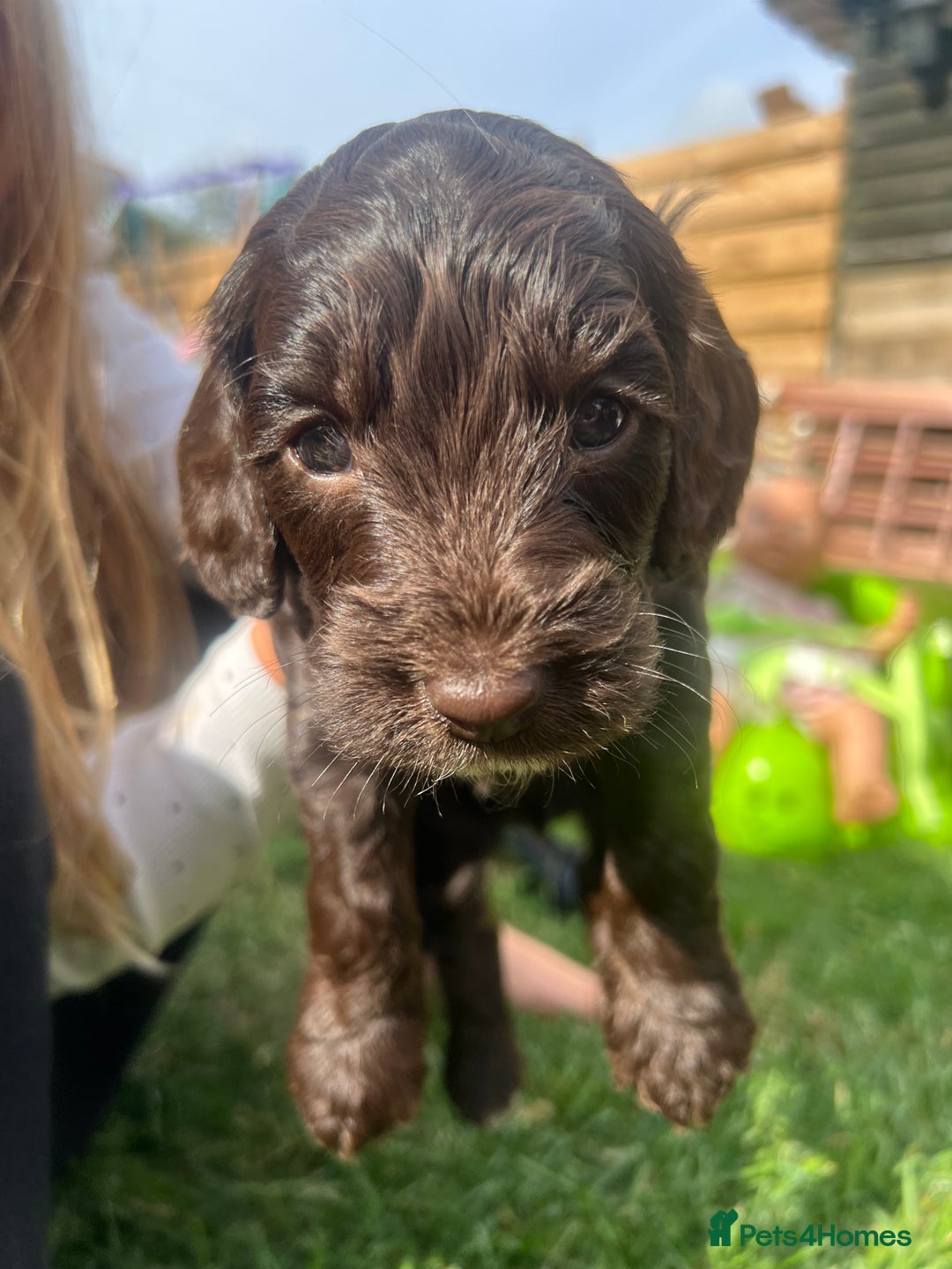 Cockapoo dogs for sale: Stunning F2 miniature cockapoo puppies  - Image 16