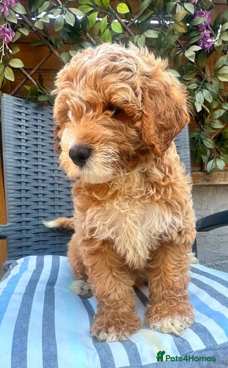 Australian Labradoodle dogs *3 boys ready now 🏡* Australian labradoddles - Advert 1