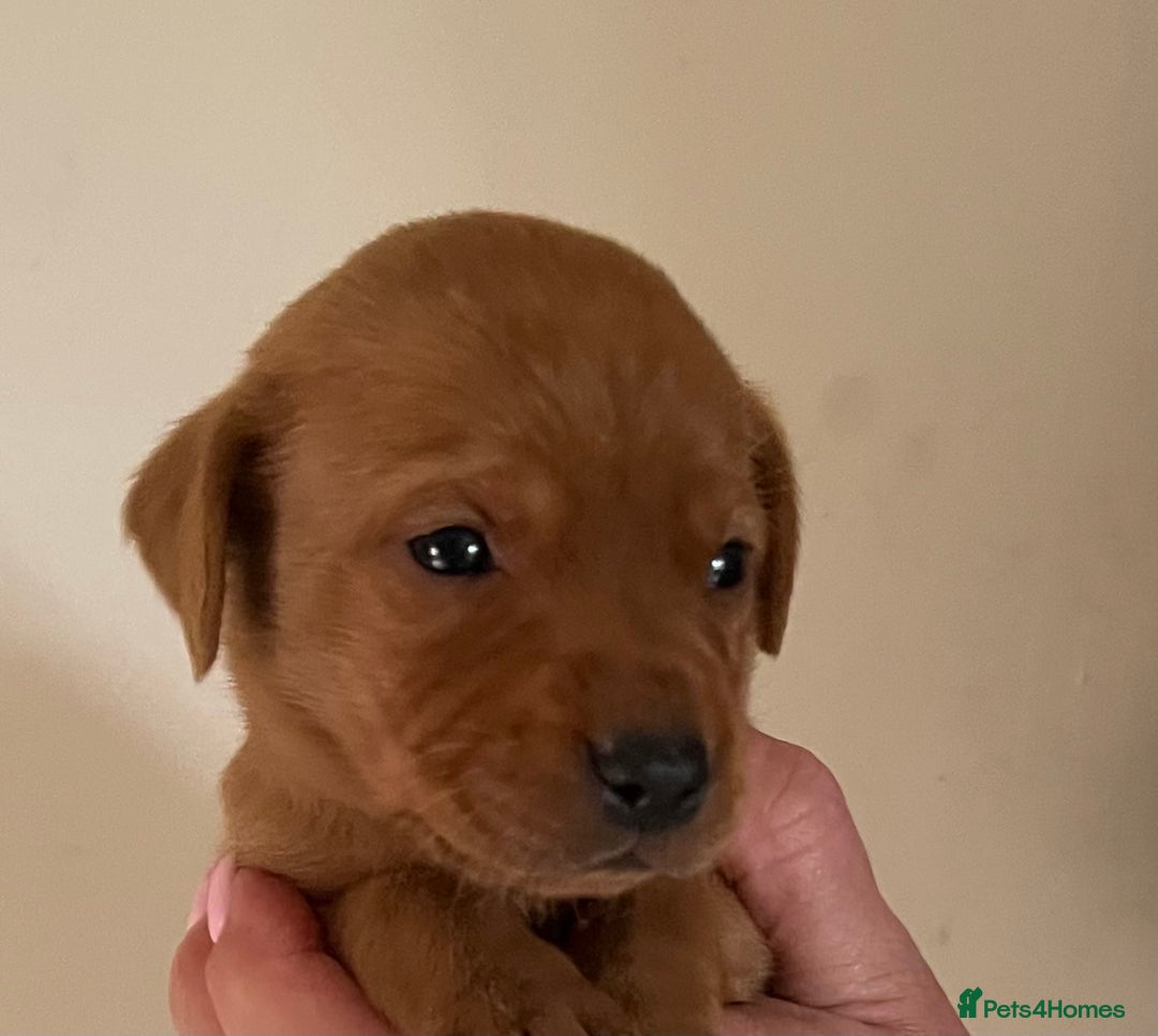 Labrador Retriever dogs for sale: SUPER DARK FOX RED KC LAB PUPS HEALTH TESTED  - Image 6