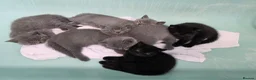 British Shorthair cats for sale: Beautiful British Shorthair Kittens for LovingHome - Advert 5