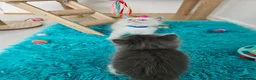 Ragdoll cats for sale: PET OR ActiveTicaHCM,PKD Certyficate,Championship  - Advert 11