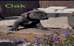 Mixed Breed dogs for sale: Stunning DNA heath test Collie x Hungarian Viszla - Image 20