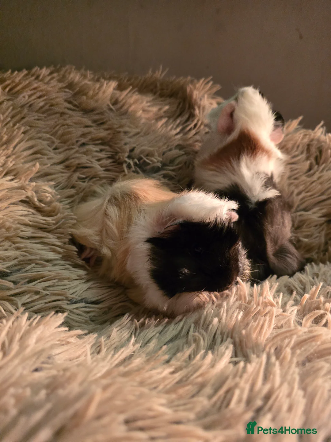 Guinea Pig rodents for sale: 2 female guineapigs  - Advert 2