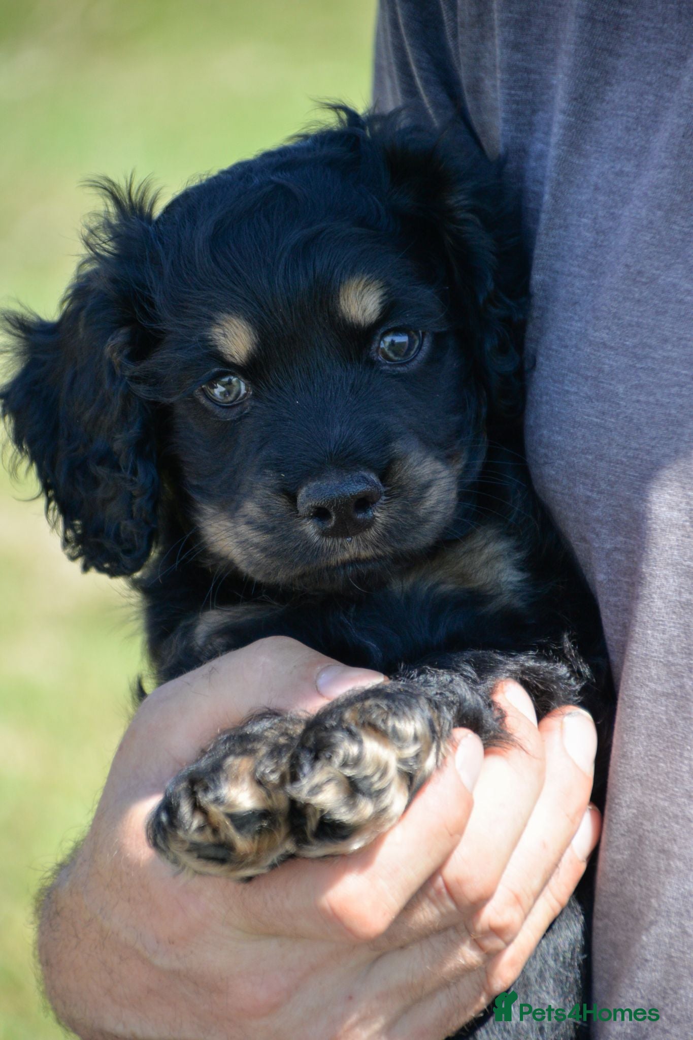 American Cocker Spaniel dogs ADORABLE YANKEE DOODLES  - Advert 3